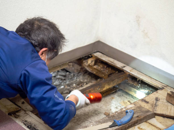 Professional Mold Removal in Chimayo, NM