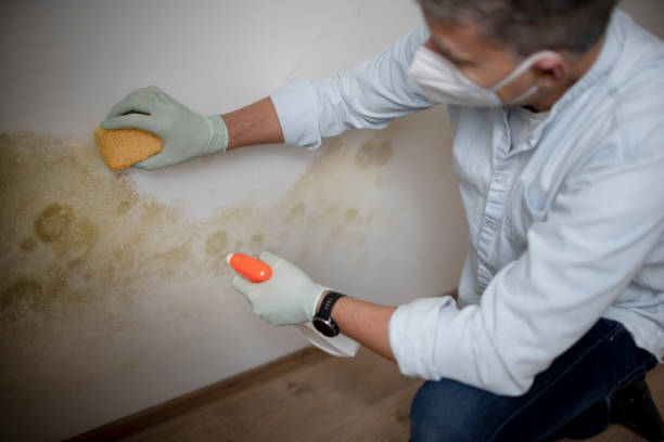 Best Local Mold Removal Service  in Chimayo, NM