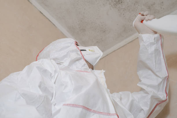 Best Mold Removal Process  in Chimayo, NM