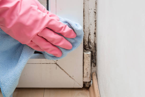 Best Crawl Space Mold Removal  in Chimayo, NM