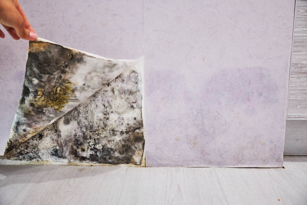 Best Mold Removal Company Near Me  in Chimayo, NM